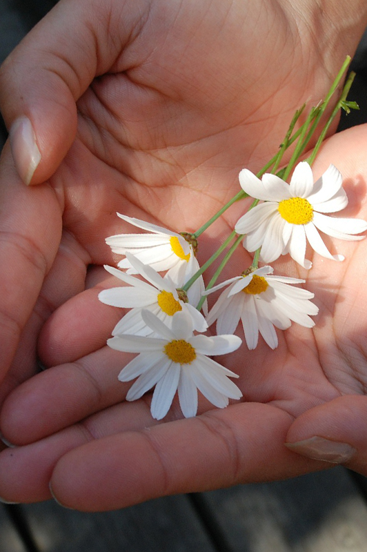 hands holding white flowers