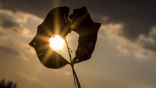 Leaf with a heart-shaped hole.