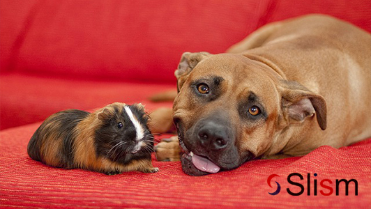 guinea pig and a dog together