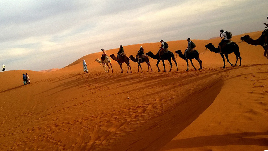 Camels in the desert