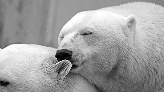 Pair of polar bears