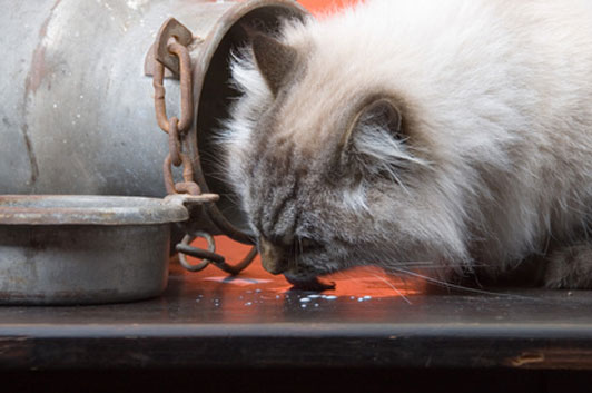 cat drinking spilt milk