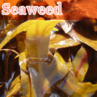 Seaweed