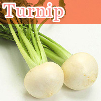 Turnip