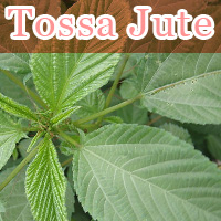 Tossa Jute