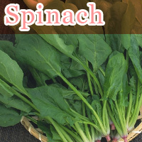 Spinach