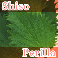 Shiso Perilla