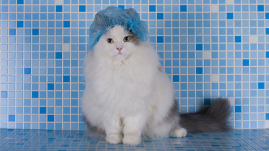 white cat in blue shower cap