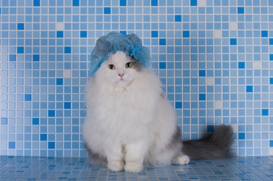 shower cat